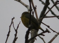 Euphonia chrysopasta