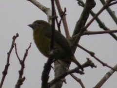 Euphonia chrysopasta