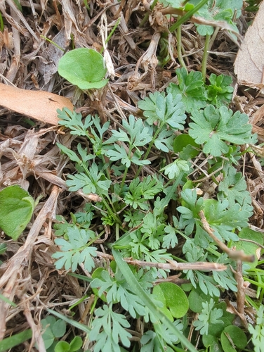 Ammoselinum butleri, photograph 3