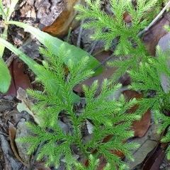 Austrolycopodium paniculatum