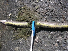 Cerberus schneiderii