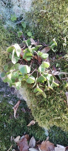 Oxalis acetosella iNat (2)