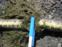 Cerberus schneiderii