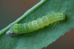 Melanchra persicariae