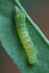 Melanchra persicariae
