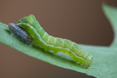Melanchra persicariae