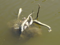 Cerberus schneiderii