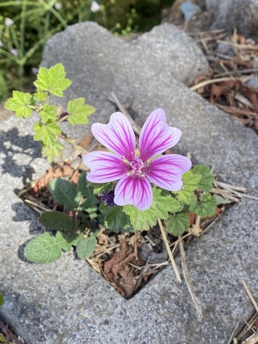 Common Mallow