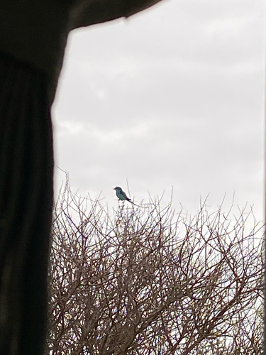 Abyssinian Roller