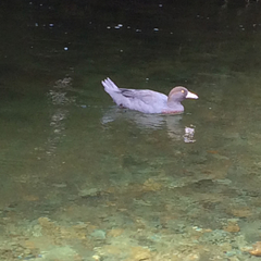 Hymenolaimus malacorhynchos