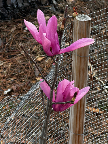 Purple magnolia