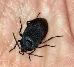 Penthe pimelia