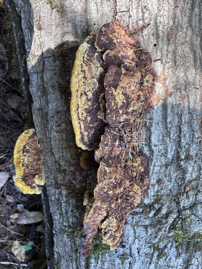Fuscoporia gilva · March 2026 · photo: © reago (iNaturalist, cc-by)