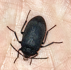 Penthe pimelia