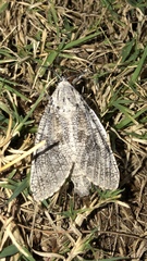 Prionoxystus robiniae