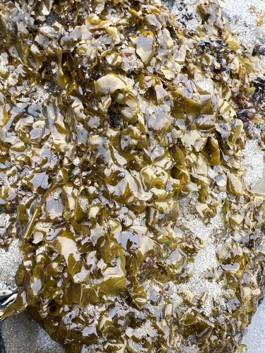 Phaeostrophion irregulare observed 2026-03-06
