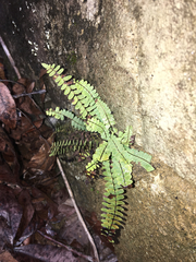 Asplenium resiliens