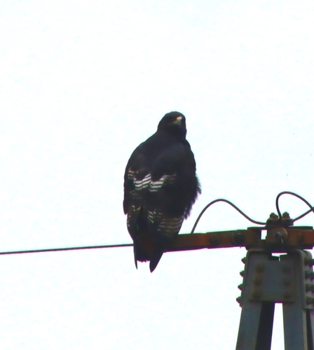 Augur Buzzard