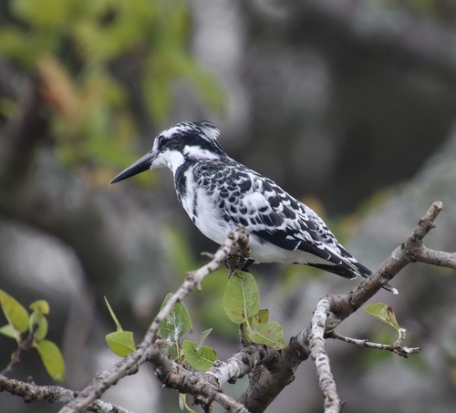 Pied Kingfisher