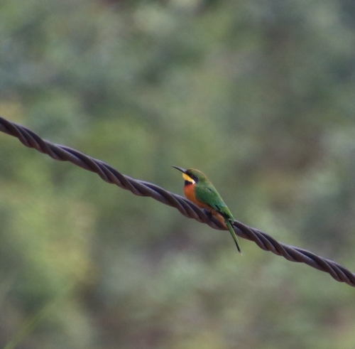 Cinnamon-chested Bee-eater