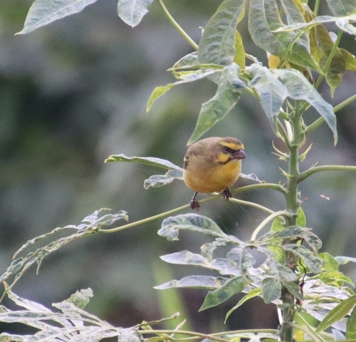 Yellow-fronted Canary