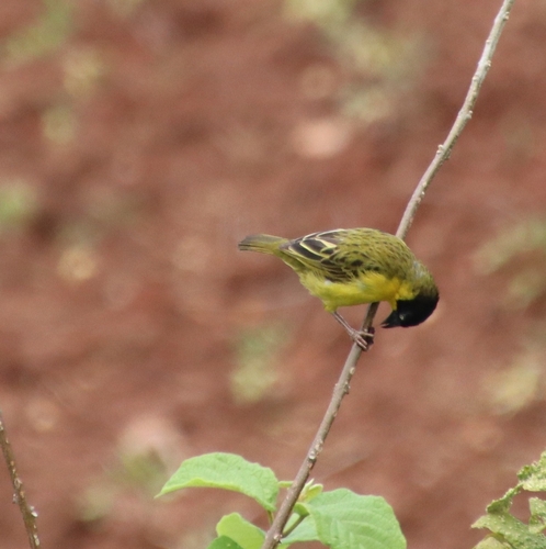 Baglafecht Weaver
