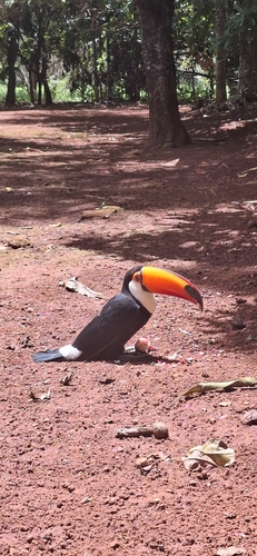 Toco Toucan