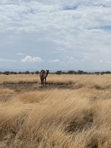 Dromedary Camel