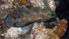 Epinephelus ongus
