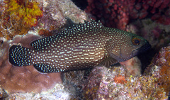 Epinephelus ongus