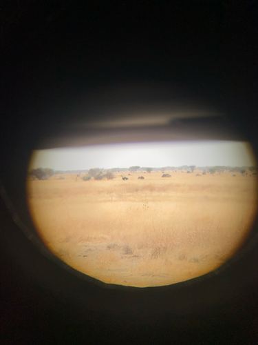 Somali Ostrich