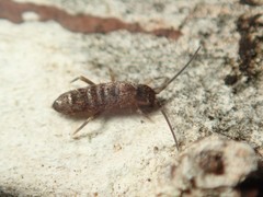 Tomocerus minor