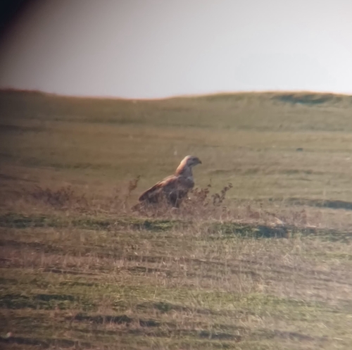 Long-legged Buzzard