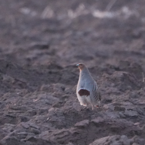 Perdiz pardilla (Perdix perdix)