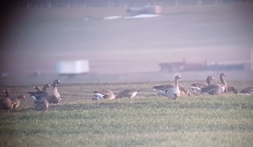 Greater White-fronted Goose