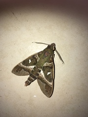 Nephele argentifera