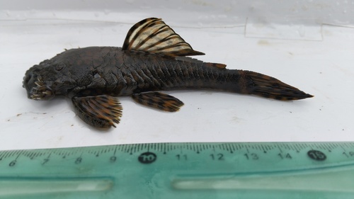 Pirareta-borstelmeerval (Ancistrus pirareta) — Loricariidae — 3