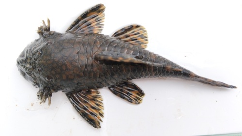 Pirareta-borstelmeerval (Ancistrus pirareta) — Loricariidae — 4