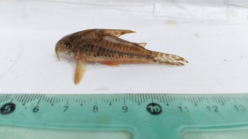 Diphyes cory (Corydoras diphyes) — Callichthyidae — 2