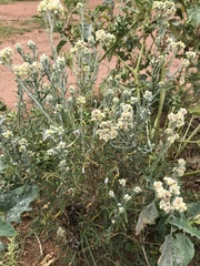 Pseudognaphalium oligandrum