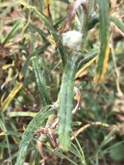 Pseudognaphalium oligandrum