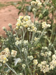 Pseudognaphalium oligandrum