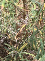 Pseudognaphalium oligandrum