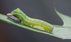 Melanchra persicariae