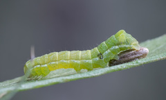 Melanchra persicariae