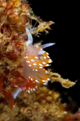 Apata pricei
