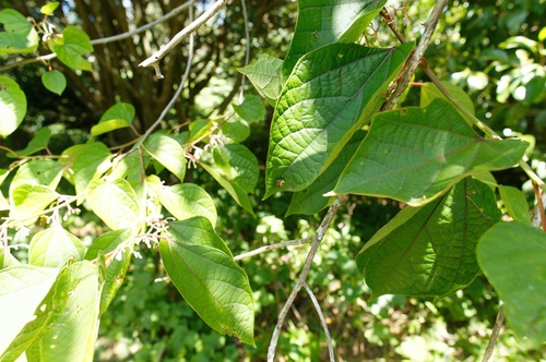 Alangium platanifolium iNat (1)