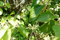 Alangium platanifolium