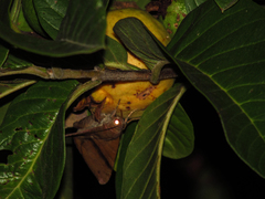 Lepidoptera