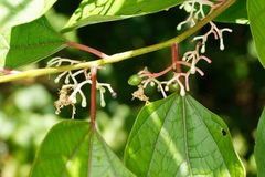 Alangium platanifolium